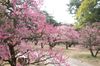Japan Vlog: Spring Ume Magic in Ritsurin Park
