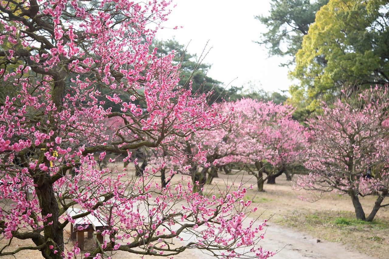 Japan Vlog: Spring Ume Magic in Ritsurin Park