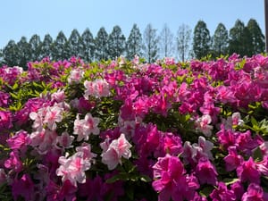 2025年4月の日記